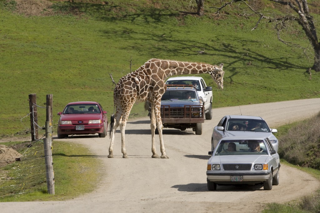 wildlife safari washington